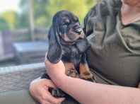 Valp Black and Tan Coonhound 