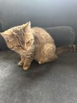 British shorthair with Pedigree