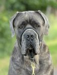Cane Corso omplacering 