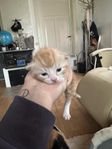 kattunge