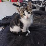 2 st huskattungar