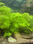limnophila sessiliflora