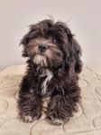 Bichon havanais SKK