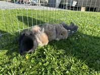 Kanin Unge Dvärgteddy, supercharmiga!