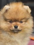Pomeranian tikvalp SKK registrerad,  10 veckor 