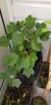 Röda vinbärs planta