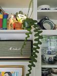 epiphyllum anguliger fishbone zigzag cuctus cacti