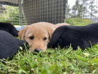 Labrador Tik