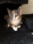 Kattunge leveransklar 17 juli