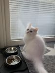 katt