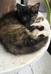 Kattunge leveransklar 17 juli