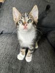 Underbara kattungar