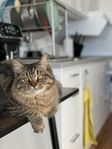 kattunge