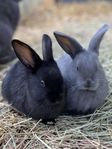 2 supernyfikna kaninungar, charmiga och sociala föräldrar