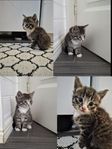 Bengal/Bondkattungar 
