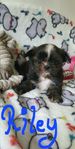 4 hanar Shih-tzu/Chihuahua flyttklara! 