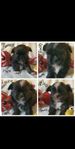 4 hanar Shih-tzu/Chihuahua