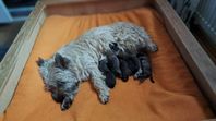 cairnterrier valpar