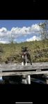 American Staffordshire Terrier 