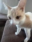 junior Katt