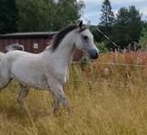 Fodervärd sökes till arabvalack