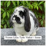 Lilla Tysk Vädur - hona