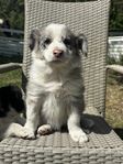 Border Collie Valpar