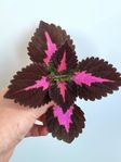 China Rose Palettblad Stickling 15cm