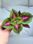 Stor China Rose Palettblad Stickling 15cm