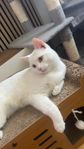 Underbar katt till salu