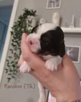 Cavalier king Charlies med lite hint av fralla