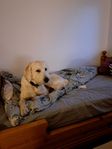 Labradoodle 