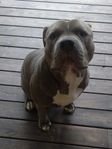 American Bully