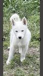 siberian husky valpar till salu