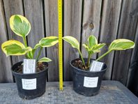 Perenn - Hosta/funkia - Queen Josephine, pris/st 