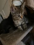 En grå kattunge och en brunsvart