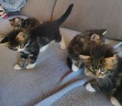 Kattungar