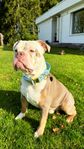 olde english bulldog