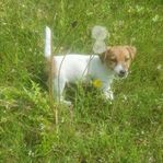 Jack Russell Terrier valp 