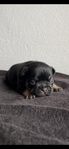 Fransk bulldog 