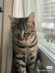 Halvbengal katt