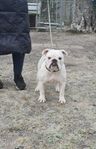 Göta SKK registrerad engelsk bulldogg tik.