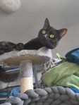 Snäll bondkatt söker nytt förevigt hem