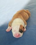 American Staffordshire Terrier- Amstaff ( Skk) 