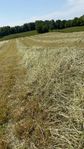 Torrt och fint hösilage se analys 