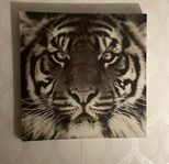 Tiger tavla i canvas med träram