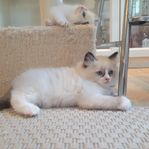Ragdoll kattunge SE Kappenlunds Julius reg. i SVERAK
