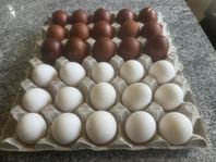 Svart koppar maran och Holländsk vithätta avelsägg