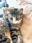 1 årig katt hane behöver nytt hem
