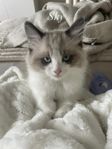 Ragdoll kattungar